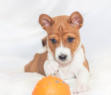 Afrika köpek doğurmak alçaklık kabuk değil güzel, şirin yavru köpekleri