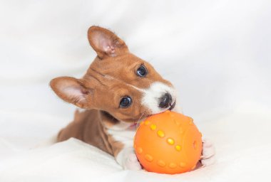Afrika köpek doğurmak alçaklık kabuk değil güzel, şirin yavru köpekleri