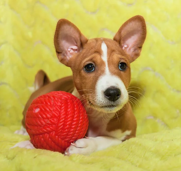 Belle, chiot mignon chiens pas aboyer chien africain race basenji — Photo