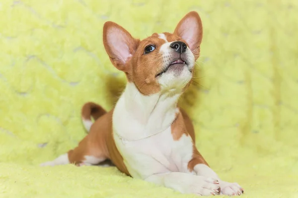 Hermoso, lindo cachorro perros no ladrando africano perro crianza basenji —  Fotos de Stock