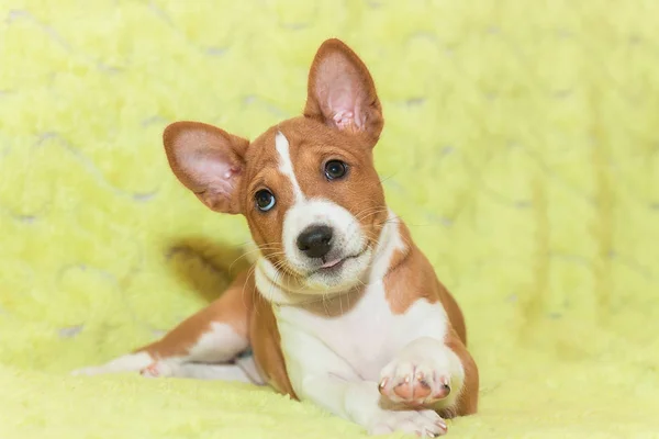 Afrika köpek doğurmak alçaklık kabuk değil güzel, şirin yavru köpekleri