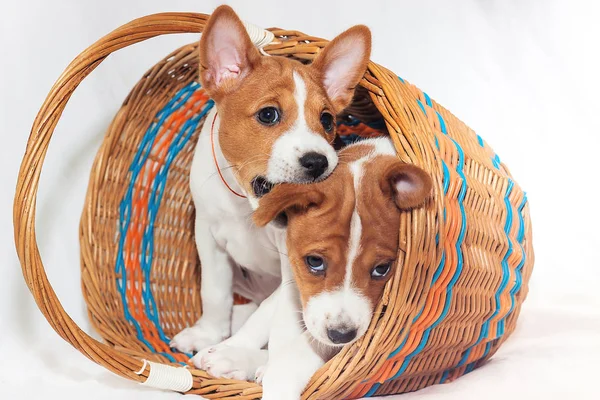 Schöne, süße Welpen ohne Bellen Afrikanische Hunderasse Basenji — Stockfoto