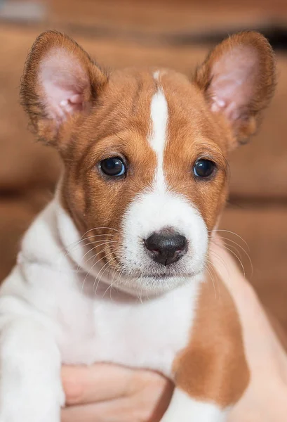 Beautiful, cute puppy dogs not barking African dog breed basenji — Stock Photo, Image