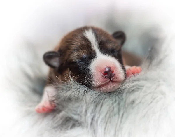 Mooi, schattig puppy honden blaffen niet Afrikaanse hondenras basenji — Stockfoto