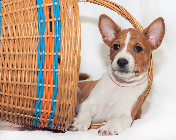 Afrika köpek doğurmak alçaklık kabuk değil güzel, şirin yavru köpekleri