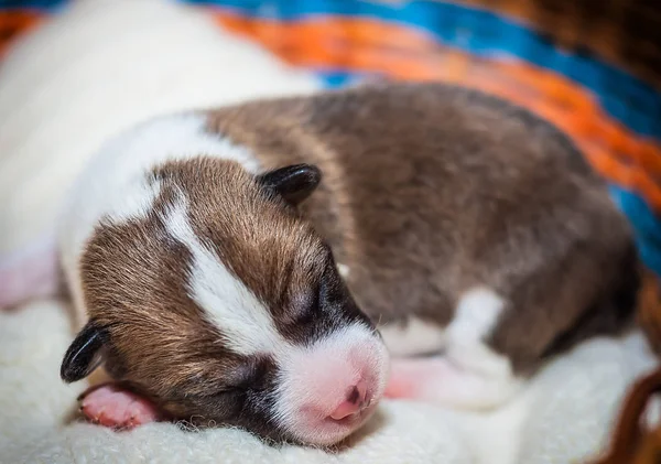 Mooi, schattig puppy honden blaffen niet Afrikaanse hondenras basenji — Stockfoto