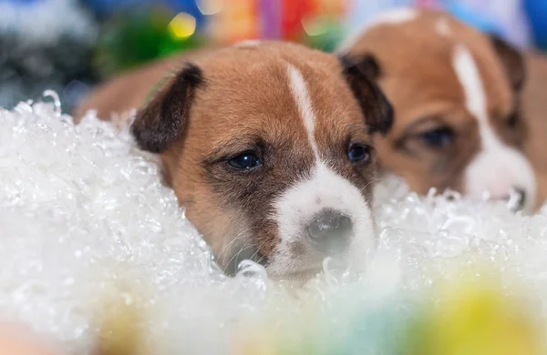 Hermoso, lindo cachorro perros no ladrando africano perro crianza basenji —  Fotos de Stock