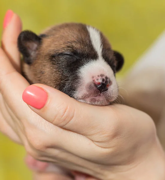 Mooi, schattig puppy honden blaffen niet Afrikaanse hondenras basenji — Stockfoto