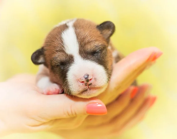 Mooi, schattig puppy honden blaffen niet Afrikaanse hondenras basenji — Stockfoto