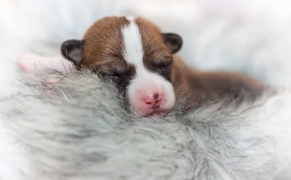 Ομορφη, γλυκουλα puppy σκύλος δεν γαβγίζει αφρικανικού σκύλου Μπασέντζι φυλή — Φωτογραφία Αρχείου