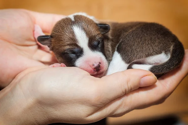 Mooi, schattig puppy honden blaffen niet Afrikaanse hondenras basenji — Stockfoto