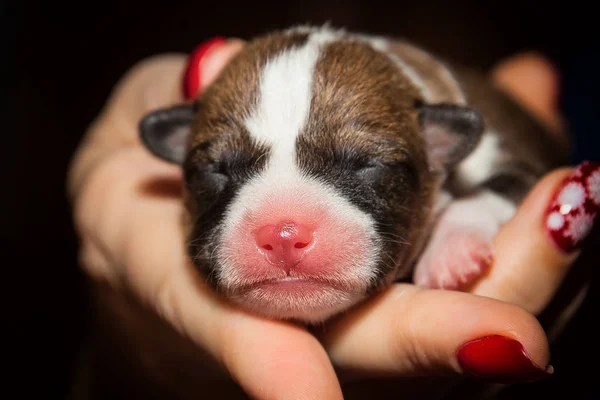 Ομορφη, γλυκουλα puppy σκύλος δεν γαβγίζει αφρικανικού σκύλου Μπασέντζι φυλή — Φωτογραφία Αρχείου