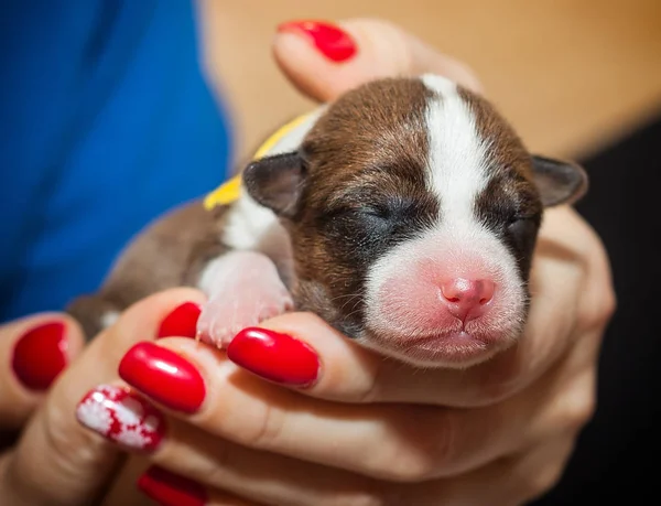 Vacker, gullig valp har inte hundskall afrikanska hund rasen basenji — Stockfoto