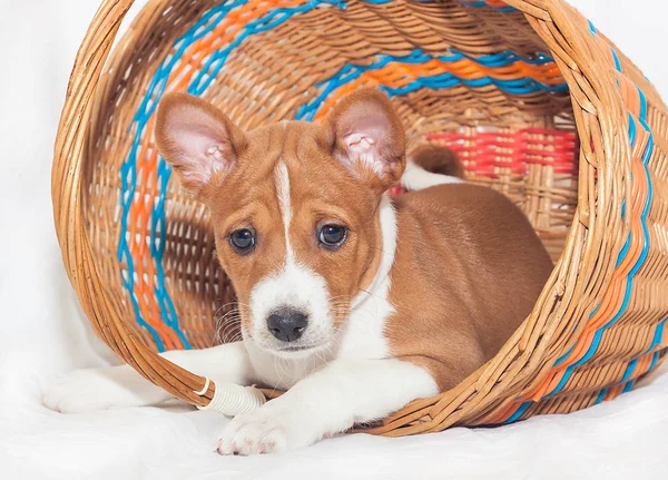 Belle, chiot mignon chiens pas aboyer chien africain race basenji — Photo