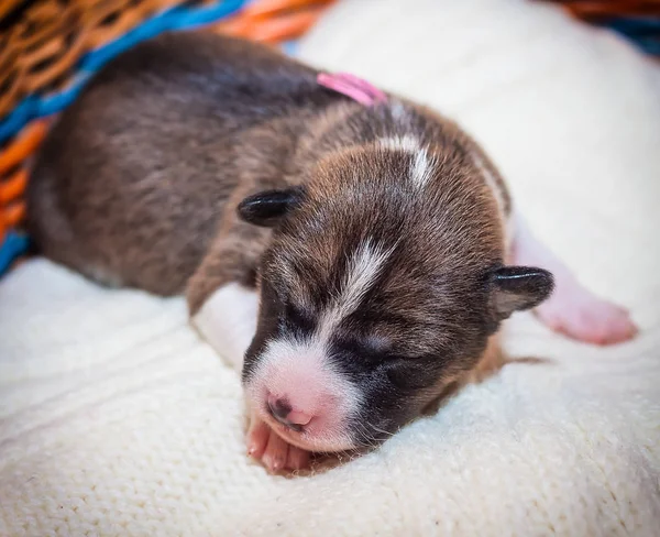 Mooi, schattig puppy honden blaffen niet Afrikaanse hondenras basenji — Stockfoto