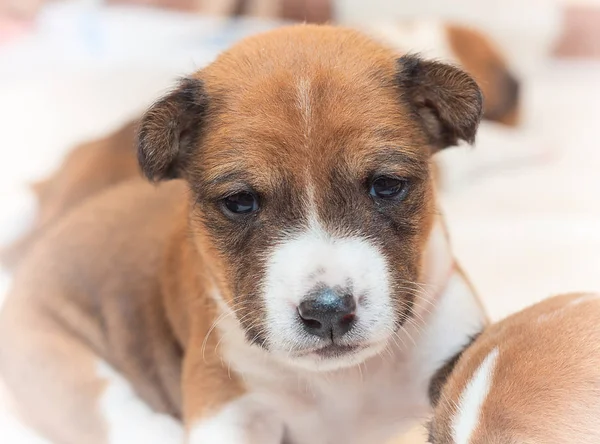 Afrika köpek doğurmak alçaklık kabuk değil güzel, şirin yavru köpekleri — Stok fotoğraf