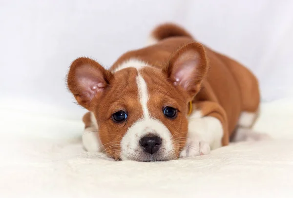 美しい、かわいい子犬の犬が吠えないアフリカ犬犬バセンジー — ストック写真