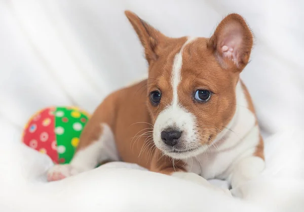 美しい、かわいい子犬の犬が吠えないアフリカ犬犬バセンジー — ストック写真