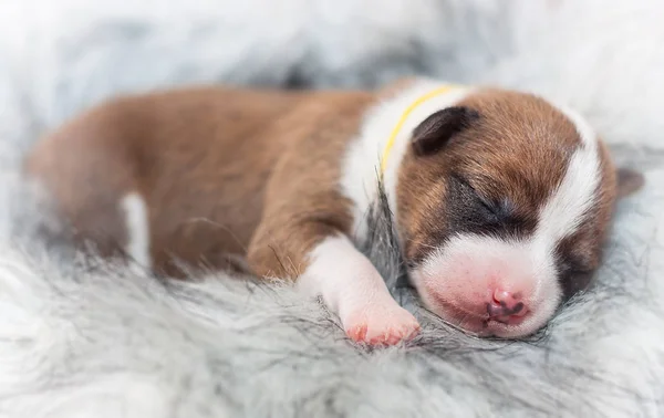 Bonito, cachorros bonitos não latido Africano cão raça basenji — Fotografia de Stock