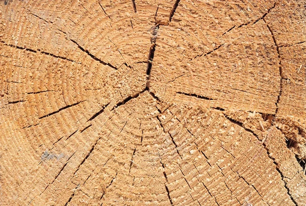 Gros plan sur la texture d'un arbre — Photo