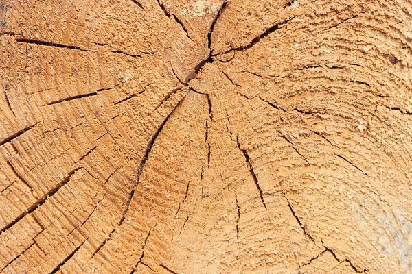 Bir ağaç dokusuna yakın çekim