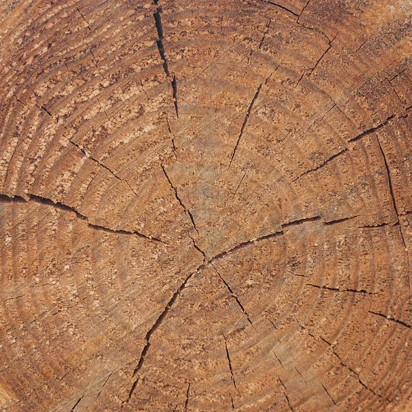 Bir ağaç dokusuna yakın çekim