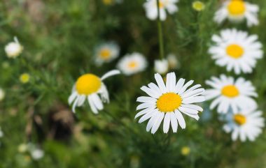 Papatya yeşil bir arka plan üzerinde doğada