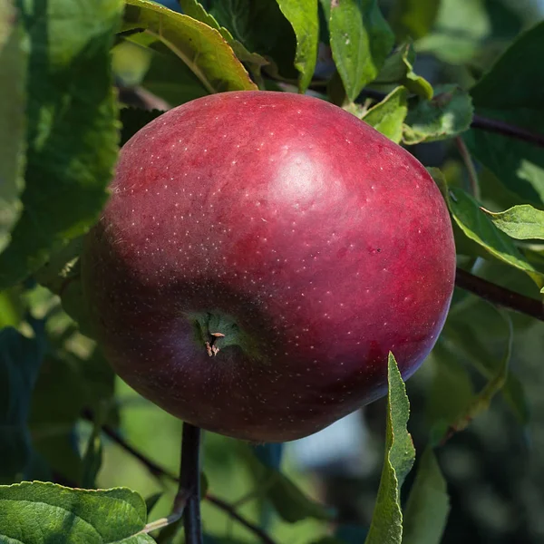 Kırmızı elma bahçesinde dal