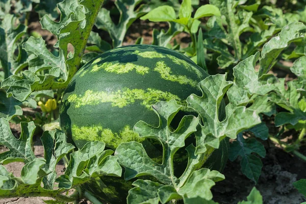 Yeşil karpuz yatağa büyür