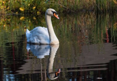 Kuğu Gölü içinde belgili tanımlık vahşi boyunca yüzüyor