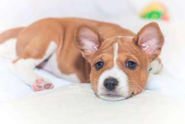 güzel, sevimli köpek yavrusu köpek köpek havlamaya değil alçaklık yetiştirmek