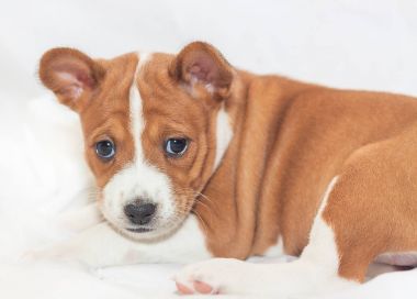 güzel, sevimli köpek yavrusu köpek köpek havlamaya değil alçaklık yetiştirmek