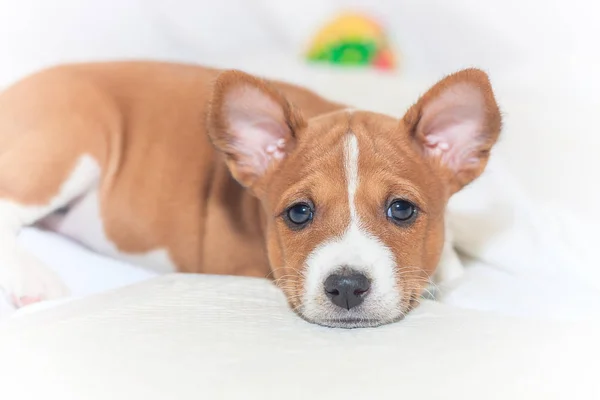 Hermoso, lindo cachorro perros no ladrando perro raza basenji —  Fotos de Stock