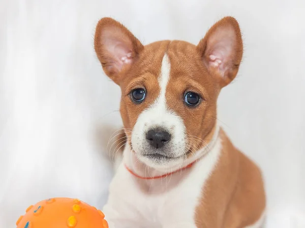 Belle, chiot mignon chiens pas aboyer chien race basenji — Photo