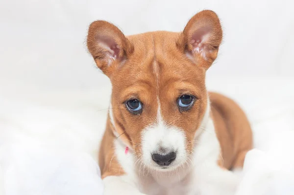 Güzel, sevimli köpek yavrusu köpek köpek havlamaya değil alçaklık yetiştirmek — Stok fotoğraf