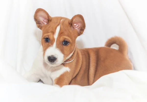 Mooi, schattig puppy honden blaffen niet hond fokken basenji — Stockfoto