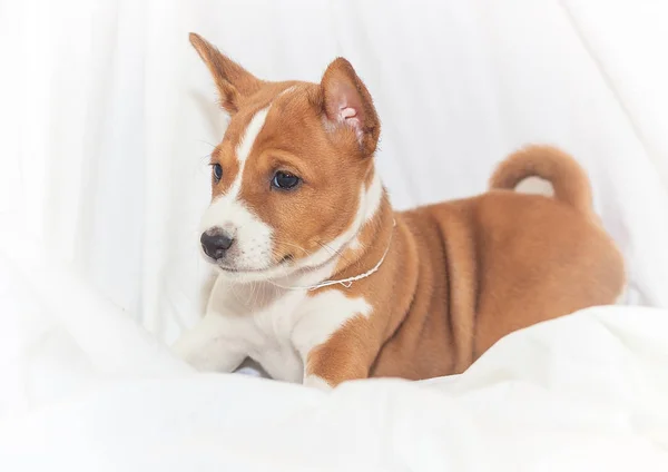 Belle, chiot mignon chiens pas aboyer chien race basenji — Photo