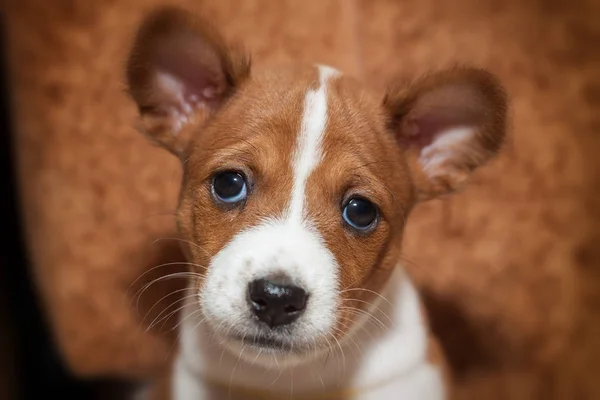 Vacker, gullig valp hundar inte avbarkning hund rasen basenji — Stockfoto