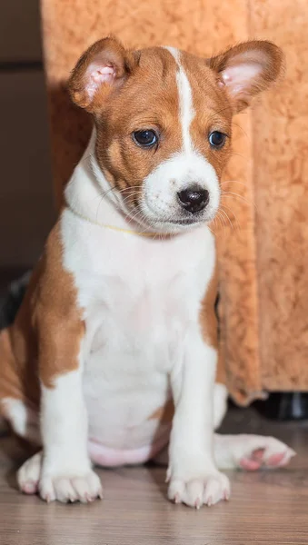 Güzel, sevimli köpek yavrusu köpek köpek havlamaya değil alçaklık yetiştirmek — Stok fotoğraf