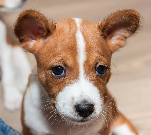Hermoso, lindo cachorro perros no ladrando perro raza basenji —  Fotos de Stock