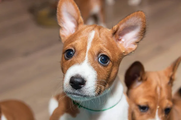 Hermoso, lindo cachorro perros no ladrando perro raza basenji —  Fotos de Stock