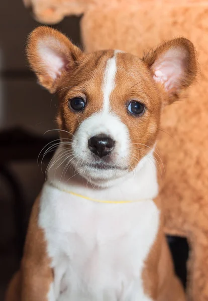 Belle, chiot mignon chiens pas aboyer chien race basenji — Photo