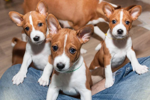 Красиві, милі щенячі собаки, які не гавкають собак породи Basenji — стокове фото