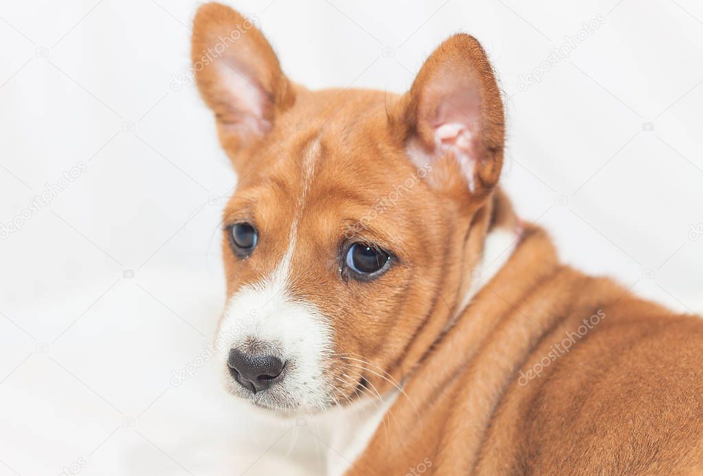 beautiful, cute puppy dogs not barking  dog breed basenji