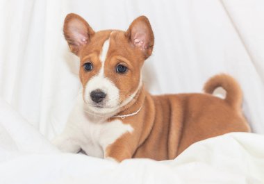 güzel, sevimli köpek yavrusu köpek köpek havlamaya değil alçaklık yetiştirmek