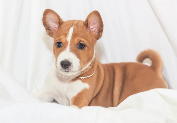 Belle, chiot mignon chiens pas aboyer chien race basenji — Photo