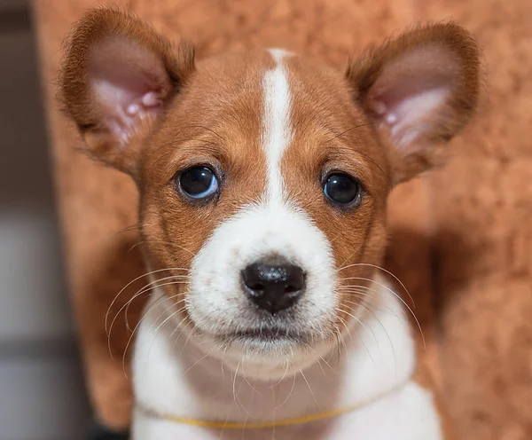 Hermoso, lindo cachorro perros no ladrando perro raza basenji —  Fotos de Stock