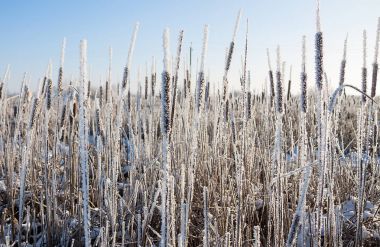 Güzel karlı kış manzarası