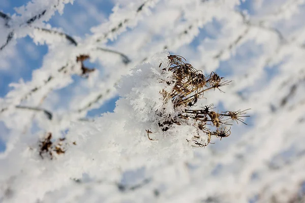 Güzel karlı kış manzarası
