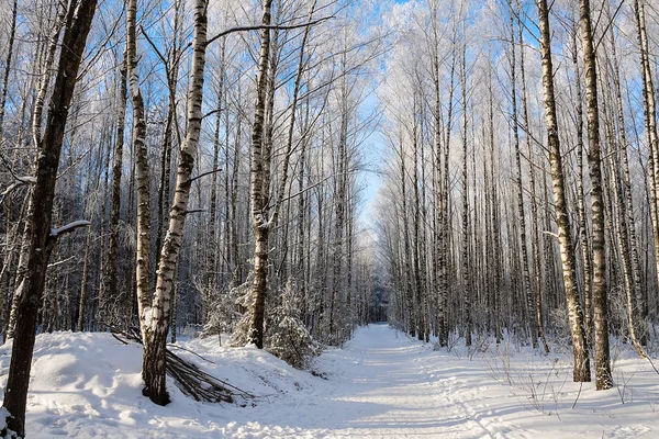 Güzel karlı kış manzarası
